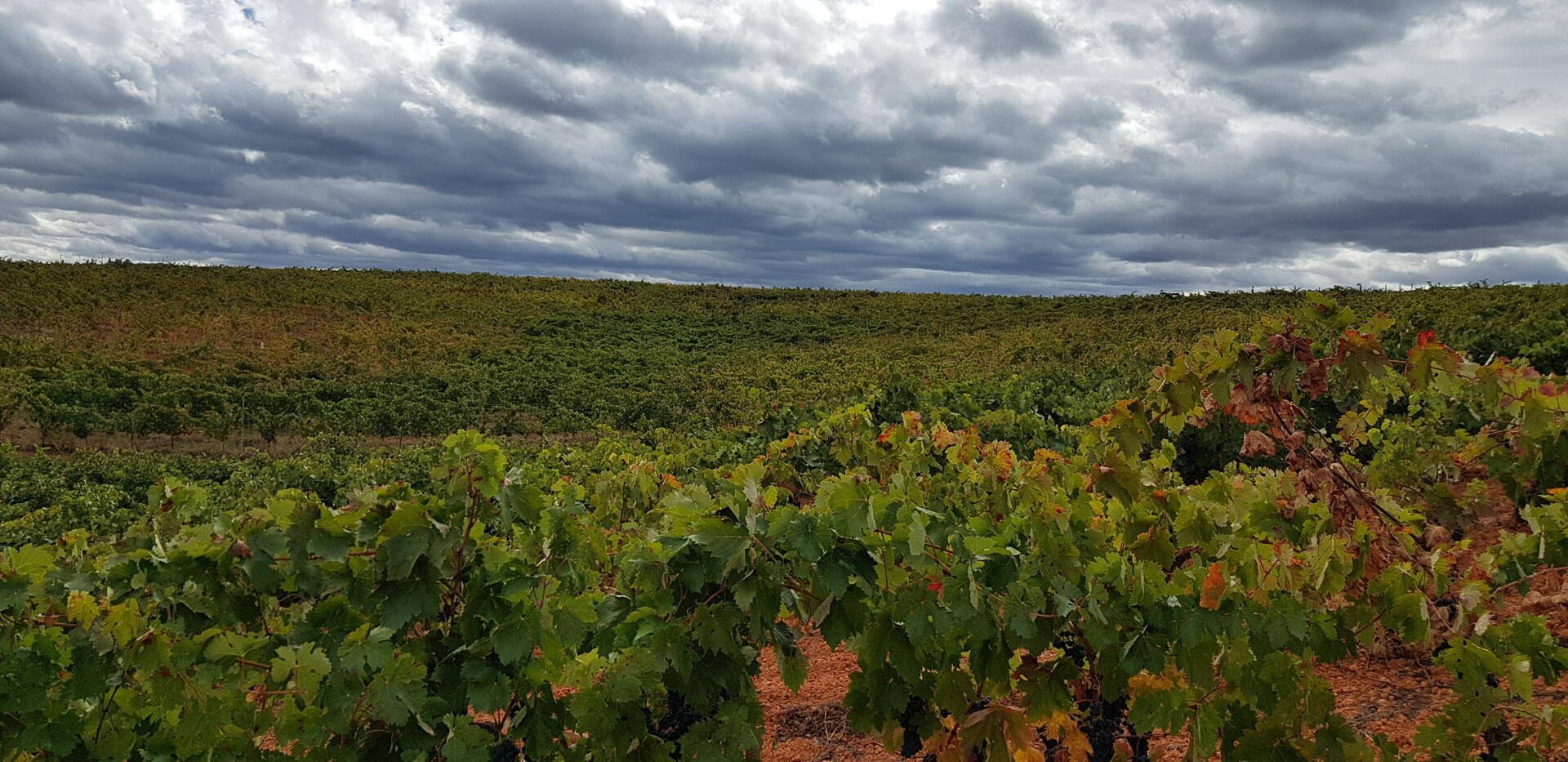 Viñedos del Carrascalón