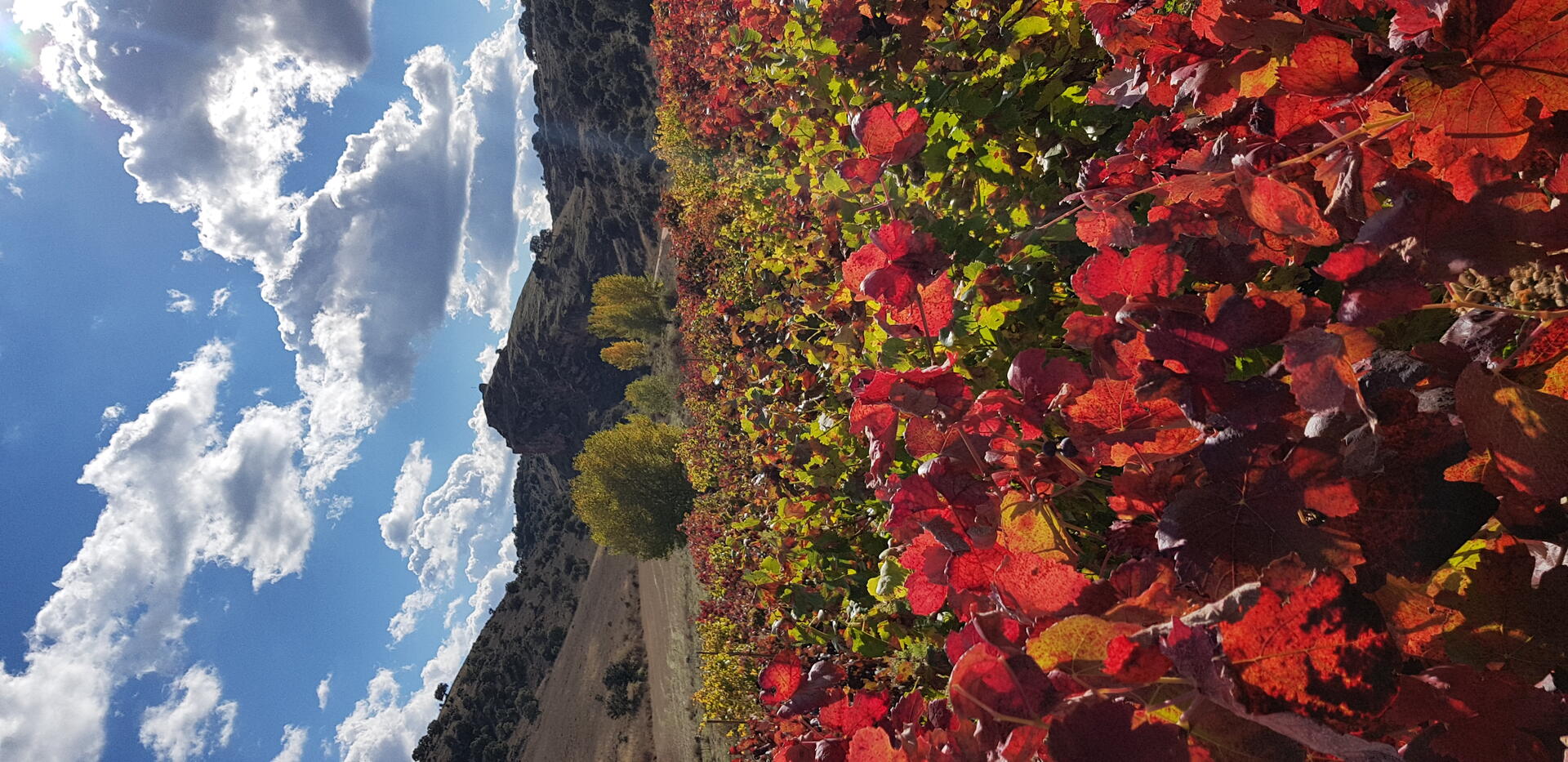 Viñedo en Carralapeña
