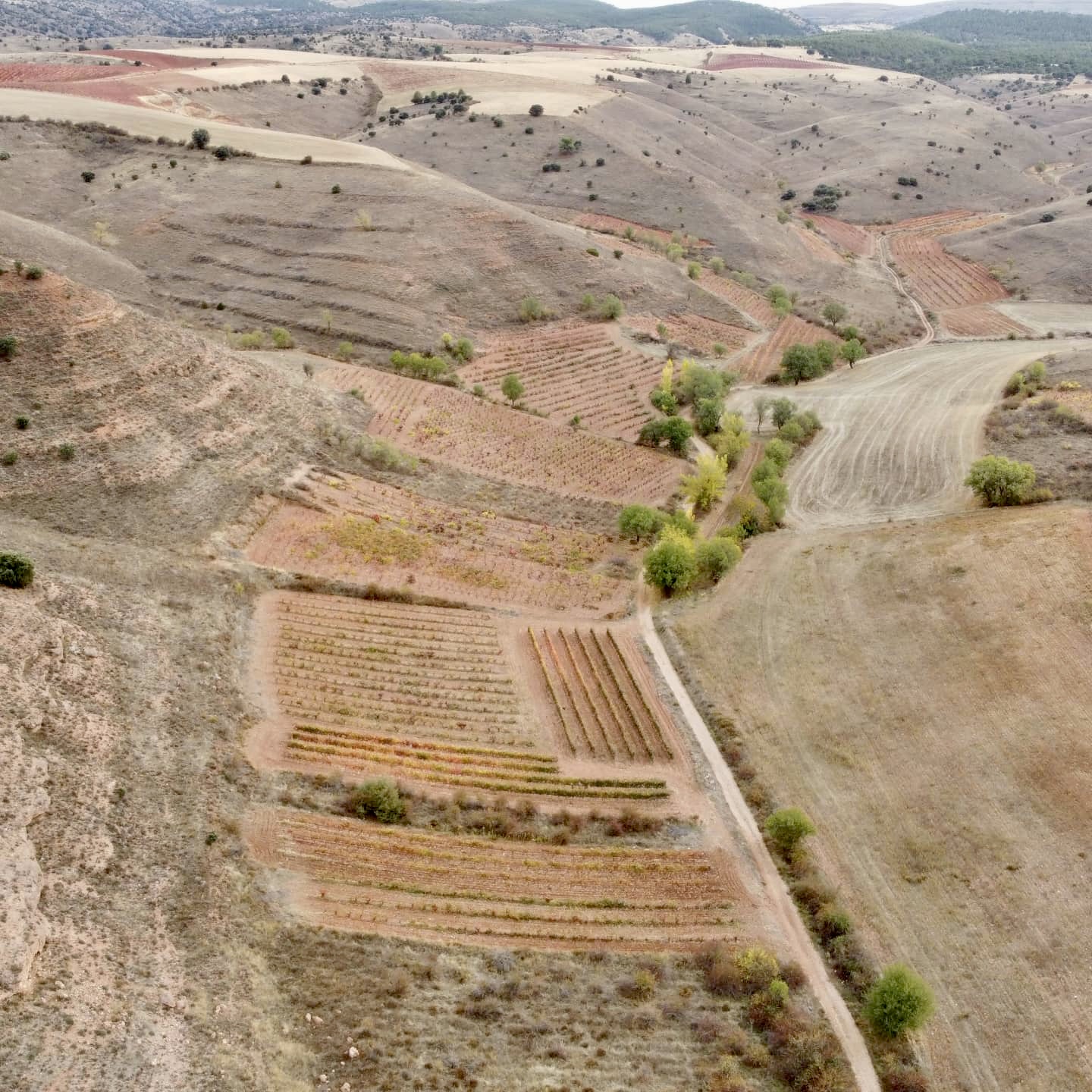 Fuentenebro reúne a viticultores, bodegas, instituciones y expertos para abordar los desafíos ambientales de los viñedos de altura